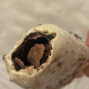 Magnum Mini Dondurmalarda Kalite Sorunu: Çikolata Kırık Ve Tat Bozuk