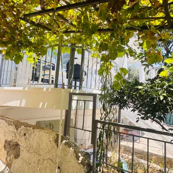 Horoz Ve Tavukların Gürültüsü Ve Çevre Kirliliği Şikayetimiz