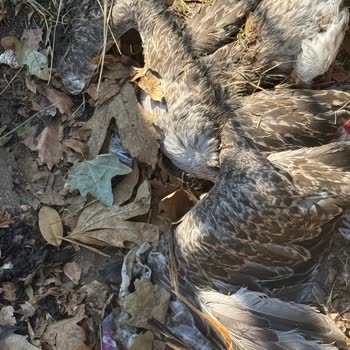 İstinye Mezarlığı Temizlenmeli: Çöpler Ve Hijyen Sorunu