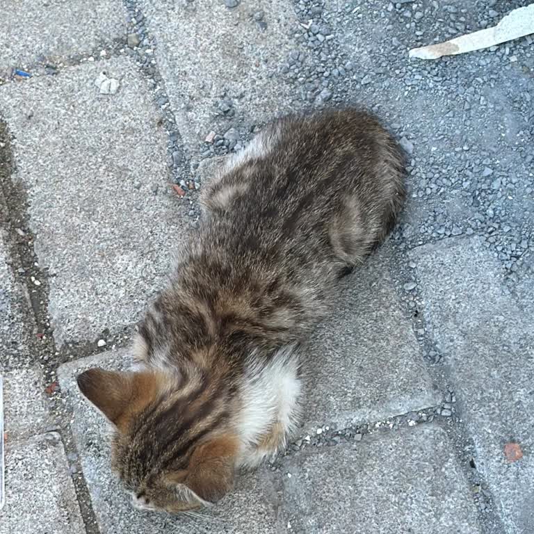 Gaziosmanpaşa Belediyesi Veteriner Hizmetinde Yavru Kedi İhbarına Müdahale Eksikliği