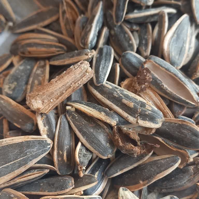Şok Markette Amigo Çekirdeği Kabuk Dolu Ve Kalitesiz