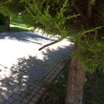 Fıstıklı Parkı’nda Çocuğum Kafasından Yaralandı, Güvenlik Ve Tazminat Talep Ediyorum