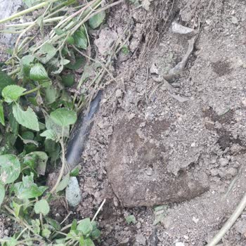 Kabloların Yetersiz Derinliği Ve Kısa Direk Çocuk Ve Evcil Hayvan Güvenliğini Tehdit Ediyor