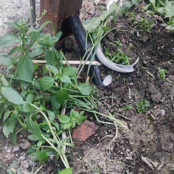 Kabloların Yetersiz Derinliği Ve Kısa Direk Çocuk Ve Evcil Hayvan Güvenliğini Tehdit Ediyor