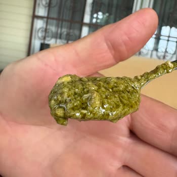 Pastavilla Makarna Sosunda Kedi Kılı: Sağlık Ve Hijyen Riski