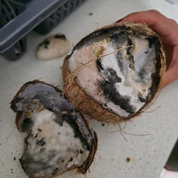 Kiler Market Gaziveren Şubesi'nde Küflü Hindistan Cevizi Satışı