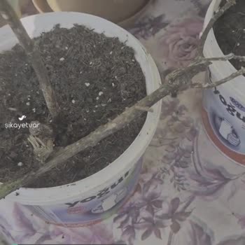 Flora Dünyam 6 Adet Gül Sipariş Vermiştim Kaşmir Kırık Çıktı!