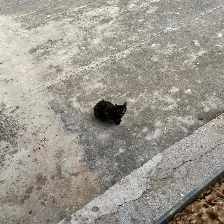 Ağır Hasta Sokak Kedisine Geciken Ve Yetersiz Müdahale