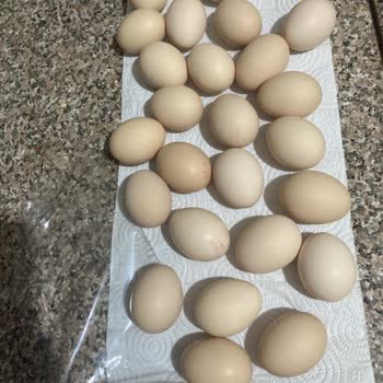 Kırık Ve Kirli Yumurtalarda Hijyen İhmalı