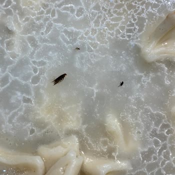 Mantıdan Böcek Çıktı, Superfresh Geri Dönüş Yapmıyor