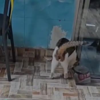 Meşhur Sarıyer Börekçisi (Muratpaşa) Kedi Beslenmesi Ve Masaların Arasında Kedi Pisliği!