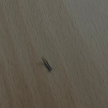 Gülay Aydoğan Beauty İpek Kirpik İşleminde Aşırı Dökülme Ve Kalitesiz Uygulama