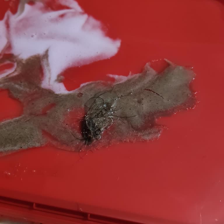 Algida Dondurmasında Kıl Bulunması Hijyen İhmaline Dair Şikayet