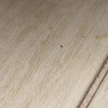 Kötü Temizlik Ve Pire Sorunu Yönetimin İlgisizliğiyle Büyüyor