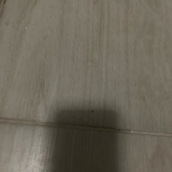 Kötü Temizlik Ve Pire Sorunu Yönetimin İlgisizliğiyle Büyüyor