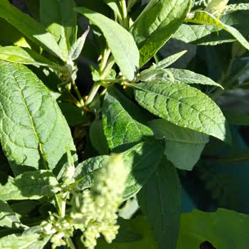 Abelia Fidancılık Tüm Fidanlar Beyaz Çıktı