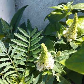 Abelia Fidancılık Tüm Fidanlar Beyaz Çıktı