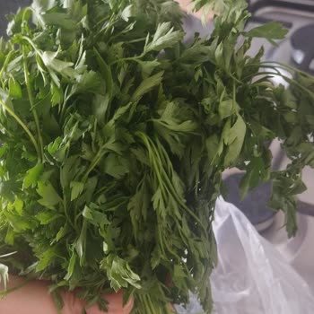 Beko Buzdolabı Bir Hafta İçinde Gıdaları Çürüttü, İade Talebim Reddedildi