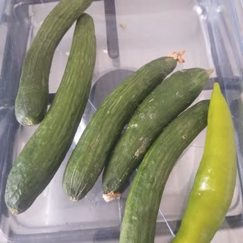 Beko Buzdolabı Bir Hafta İçinde Gıdaları Çürüttü, İade Talebim Reddedildi