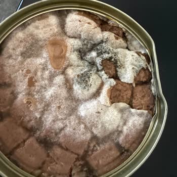 Küflenmiş Konserve Mama Teslim Alındı, Firma Sorumluluğu Reddetti Ve İade Sunmadı