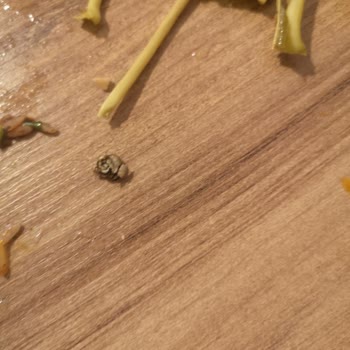 İk Tarım’dan Alınan Salamura Yaprakta Kalitesiz Ve Hijyenik Sorun, İade Talebi