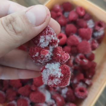 Feast Dondurulmuş Frambuaz Ürünün İçinde Kıl Bulunması Gıda Güvenliği İhbarı