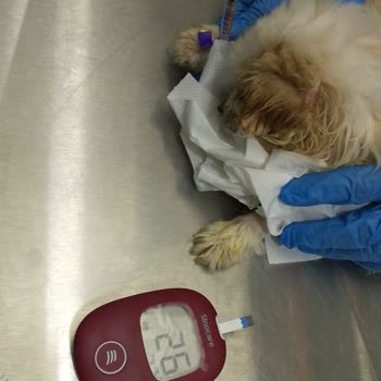 Patibul.com Üzerinden Yavru Köpek Satışı ve 57.900 TL İade Talebi