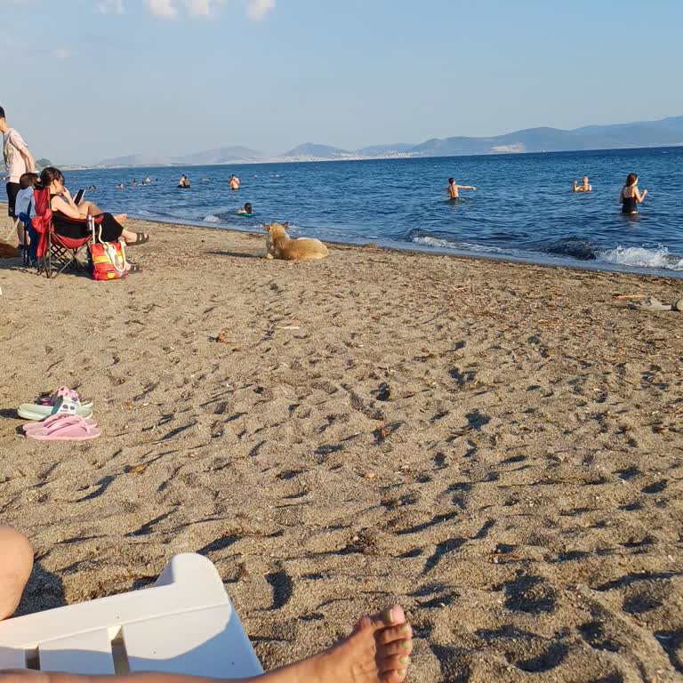 Salihleraltı’da Başıboş Köpek Ve Kedilere Müdahale Ve Şikayet Kanalı Talebi