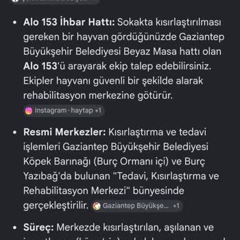 Gaziantep Belediyesi'nde Sokak Kedisi Kısırlaştırma Talebinde Çelişkili Ve Yardımsız Tutum