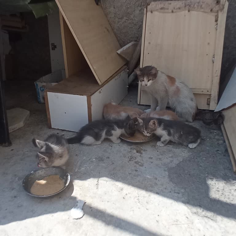 Gaziantep Belediyesi'nde Sokak Kedisi Kısırlaştırma Talebinde Çelişkili Ve Yardımsız Tutum