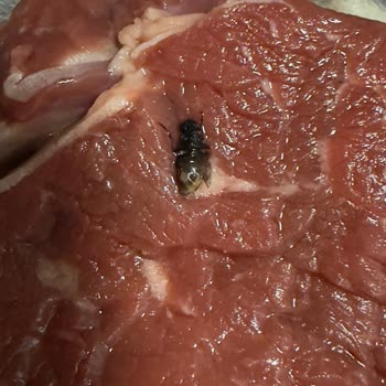 Bozulmuş Antrikot Ve Geciken Teslimat, Müşteri Hizmetlerinden Yanıt Beklenmedi