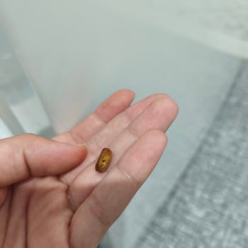 Royal Canin Yeni Formül Kedimin Dişsiz Olduğu İçin Sertleşti Ve Yemekte Zorlanıyor