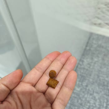 Royal Canin Yeni Formül Kedimin Dişsiz Olduğu İçin Sertleşti Ve Yemekte Zorlanıyor