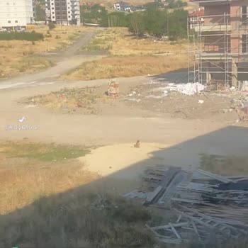Sincan Belediyesi Köpekleri Toplamıyor, Ortada Geziyor!