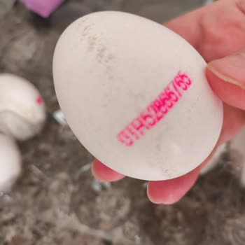 Organik Yumurtalarda Kırık, Kirli Ve Şaşırtıcı Sarı Yumurta