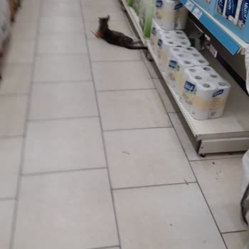 A101 Pınarbaşı Şubesinde Kedinin Gıda Ürünleri Üzerinde Gezmesi Hijyen Sorunu