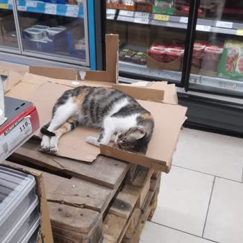 A101 Pınarbaşı Şubesinde Kedinin Gıda Ürünleri Üzerinde Gezmesi Hijyen Sorunu