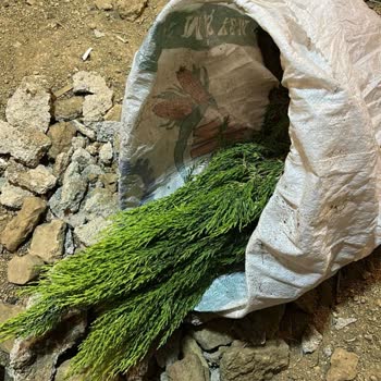 Güler Botanik'ten Yanıltıcı Ve Kuruyan Selvi Fidanları