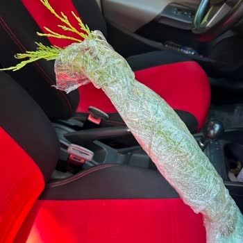 Güler Botanik'ten Yanıltıcı Ve Kuruyan Selvi Fidanları
