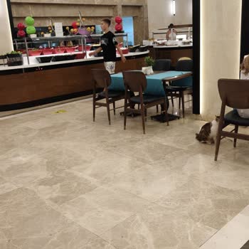 Restoranda Kedi Ve Hijyen Sorunu