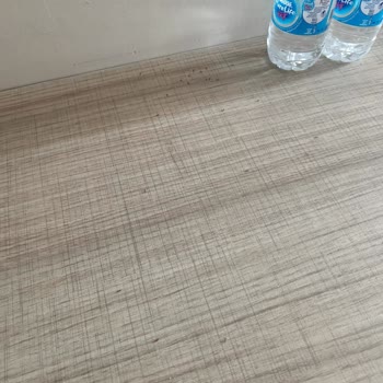 Restoranda Kedi Ve Hijyen Sorunu