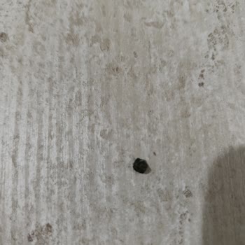 Detay Gıda Çikolatada Taş Çıktı