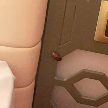 Duja Hotels Didim Personelin Üslubu Da Oldukça Nezaket Dışıydı