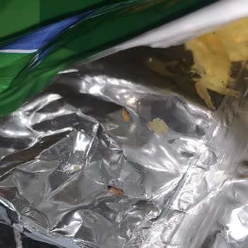 Lays Yoğurtlu Mevsim Yeşillikli Cipsinde Kurt Bulundu
