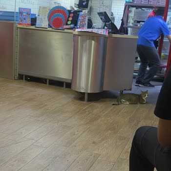 Domino's Pizza Körfez Şubesinde Kedilerin Serbestçe Dolaşması Hijyen Sorunu Oluşturuyor