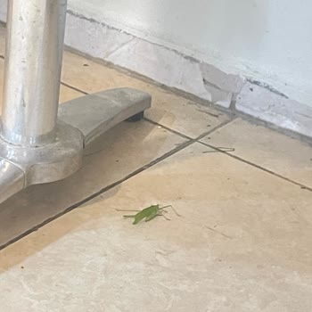 Vaat Edilen Hizmetler Sunulmadı, Hijyen Ve Güvenlik Tehlikesi