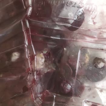 Aras Kargo’da Teslimat Gecikmesi Nedeniyle Yaban Mersini Çürüdü
