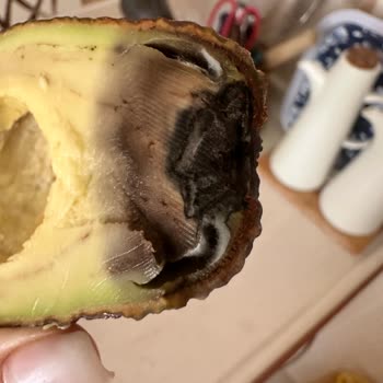 Küflü Avokado Ve Teslim Edilmemiş Sipariş, Cevapsız Müşteri Desteği