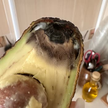 Küflü Avokado Ve Teslim Edilmemiş Sipariş, Cevapsız Müşteri Desteği