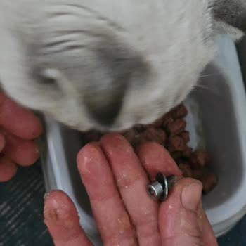 Furpa Marketler Satılan Kedi Mamasında Metal Parçalar Bulundu